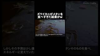 ズワイガニがメタンを食べすぎた結果がw #深海  #深海生物 #生態解説