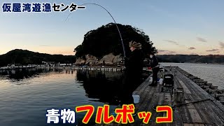 【海上釣堀】カンパチ、ブリ５連発！！（仮屋湾遊漁センター）