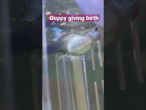 Guppy giving birth caught on camera 孔雀鱼生产/孔雀鱼生小鱼