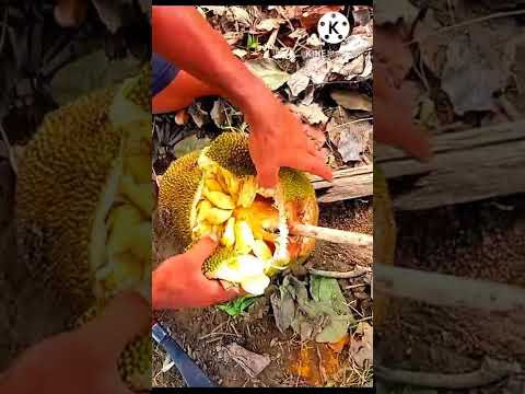 Jackfruit & kathal Mt tech voice short video 👍