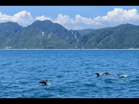 前進飛旋海豚的世界！邂逅一群充滿活力的海洋一族，花蓮港黑潮海域賞鯨豚半日遊｜花蓮觀光郵輪多羅滿賞鯨船 PART3