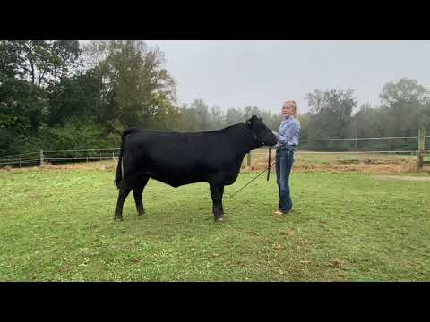 2020 4-H Farm Credit Virtual Showmanship Circuit Show #5 Cattle Video Of The Week Caroline Scarlett