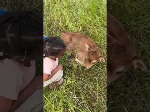 New Baby Jersey Calf