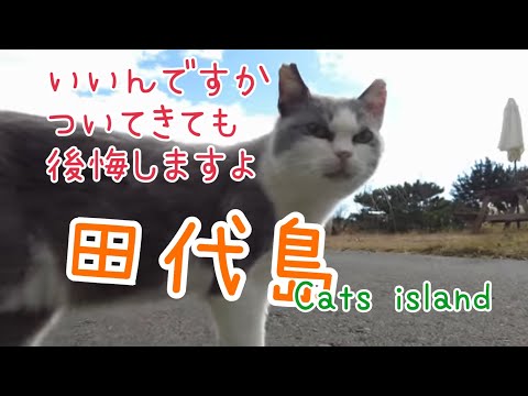 ついてきてもいいですが、後悔しないでくださいYou can come along, but don't regret it.　【田代島】【２０２４冬】【猫島巡り】