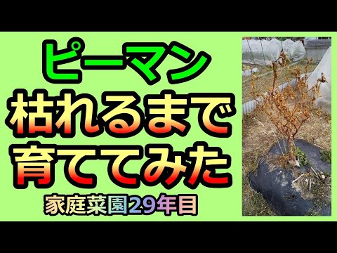 【ピーマン 枯れるまで育ててみた！Bell pepper cultivation】家庭菜園29年目 無農薬 有機栽培 半自給自足