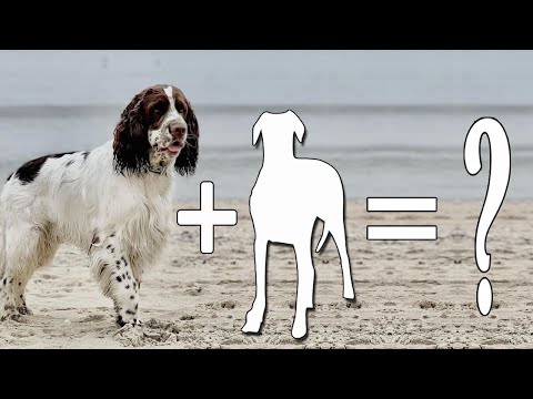 English Springer Spaniel Mixes – 7 Different And Intelligent Cross Breeds