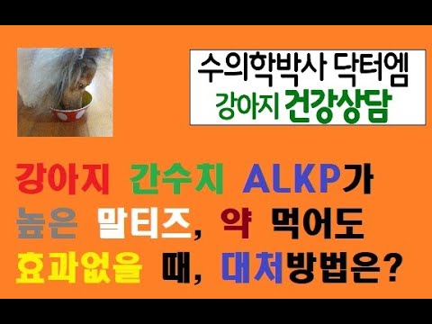 간 영양제를 먹고 있는데도 강아지 간수치 ALKP가 높은 경우, 어떻게 해야 할까요?