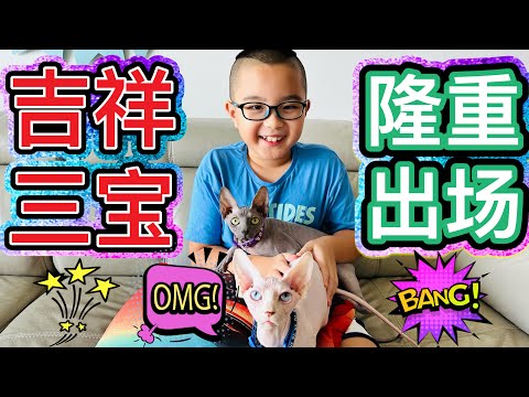 我家的吉祥三宝！ #铲屎官 #加拿大无毛猫 #北京阿嫂在大马236