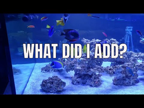 WHAT"S NEW IN MY MARINE AQUARIUM