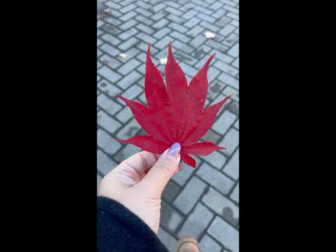 Walking in Autumn