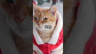 Cats & Christmas! #cats #petlovers #catlovers #shorts #funny #christmas