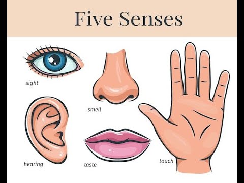 HUMAN 5 SENSES