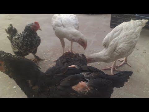 Chickens Eating Apple 🍎