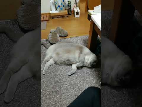 【もふもふタイム】至福のテトちゃん　#shorts #cat #至福の時間　#もふもふ