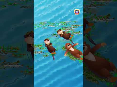 Sea Otter Song - #Shorts #ChuChuTV #NurseryRhymes #KidsSongs #AnimalSongs