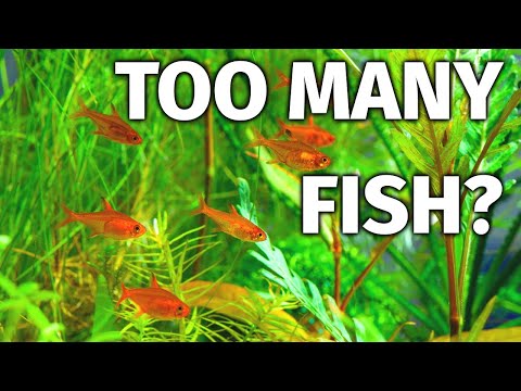 Did I Add Too Many Fish To My Aquarium?