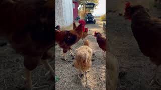 Gather Round #cutefarmanimals #funnyanimal #petchickens #rooster #hens #viralshort