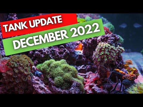 My Reef tank update December 2022