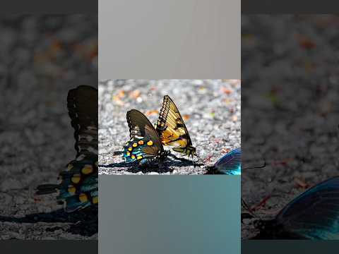 Beautiful butterflies @ Great Smoky Mountain National Park.