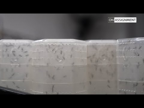 Dengue on the rise: Brazil battles a growing epidemic. On Assignment | ITV News