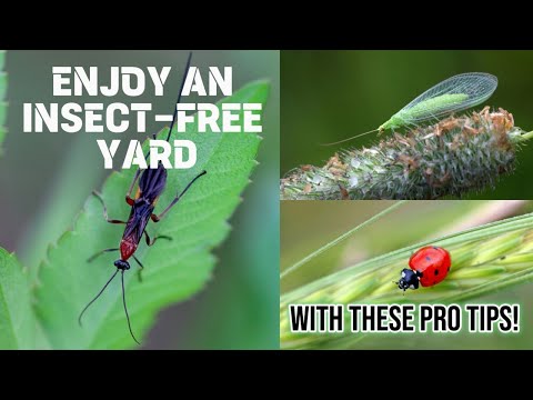 Enjoy an Insect-Free Yard: How to Get Rid of All Insects in Your Yard