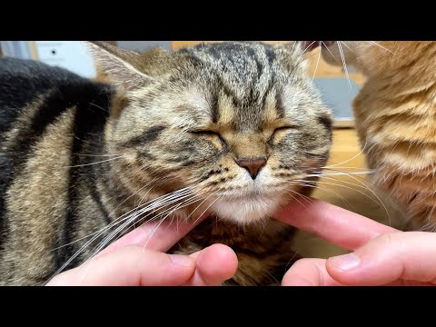 愛情をたっぷり受けた末っ子猫の表情がたまらん！