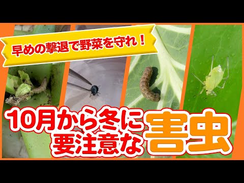 家庭菜園や農園で10月から冬に要注意な害虫！早めの撃退で被害を激減！害虫の種類や生態を徹底解説！【農園ライフ】