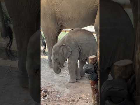 小象吃東西 elephant eating