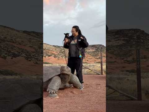 Dance with a tortoise BEHIND THE SCENES #dorkydancing #soloadventure #hiking