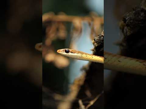 #snake #wildphotography #nikhil #trending #localnews