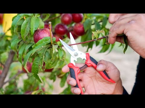 Top 5 Pruning Strategies YOU MUST KNOW!