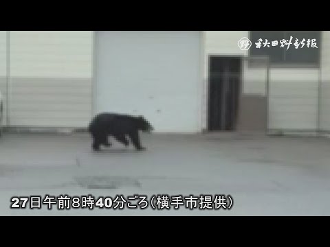 倉庫内のクマを捕獲、駆除　横手市、向かいの雄物川高校は臨時休校