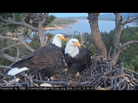 Dec 22, 2024: Mating attempt and pancaking! 🦅  🦅  Shadow gets ready for the season 🥚 🐣