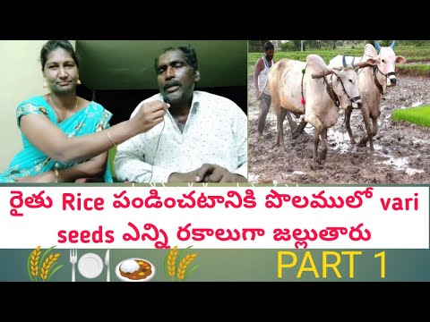 How many ways do we sow rice seeds in the field? | Sowing of rice seeds | Paddy sowing | Rice plants