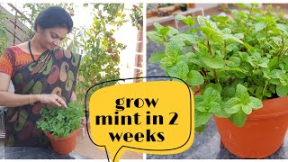 How to grow mint (pudina)at home easily from cuttings?/ఇంట్లో  పుదీన సులువుగా  పెంచడం ఎలా?#mint #tip