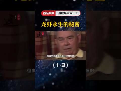 龙虾真的可以永生吗？同为碳基生命的人类，为何却不行？1科普