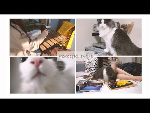 Peaceful Days with cat (和猫咪一起度过的愉快周末)