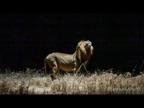 Accompanying the Lion Night Photography Project - understanding how creators create | Sony Official