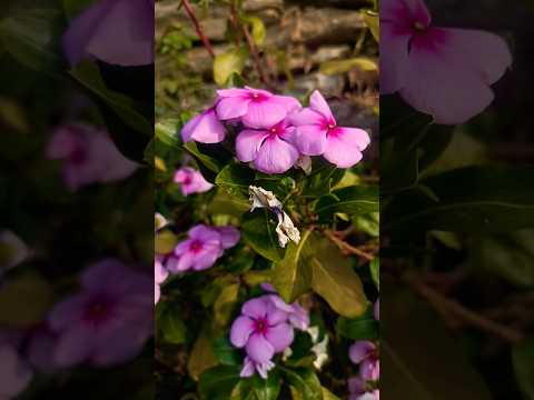 #newminivlog#flowers#nutural। please Subcribe my yutube चैनल। #subscribe#shortvideo#short🌺🥺