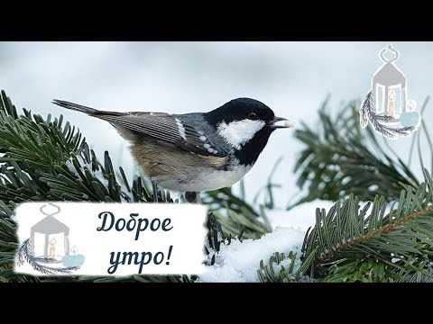 Доброе утро! Зимнее утро! С добрым утром, дорогие! Пожелания Зима Утро Холод Красота