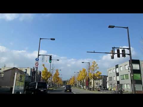 街路樹　護国神社