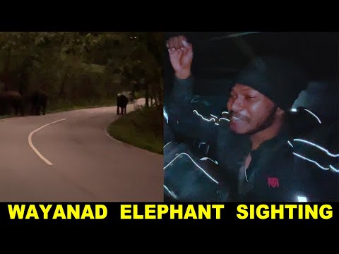 Dangerous Elephants In Wayanad | WE Broke Hotel table | Reached Woodmonks wayanadu.