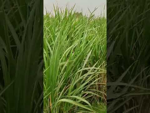 8-07-24 Sabhago Sugarcane 59 verity mirpurkhas sindh