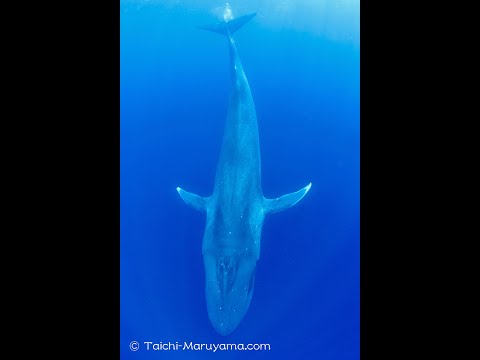 🐋地球史上最大級の生物／シロナガスクジラが目の前に🐳