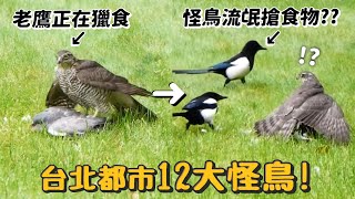 【台北都市12大怪鳥!】敢調戲老鷹的流氓怪鳥?科學怪鳥?跳舞怪?紅眼地獄使者?【許伯簡芝】【從零開始養】賞鳥