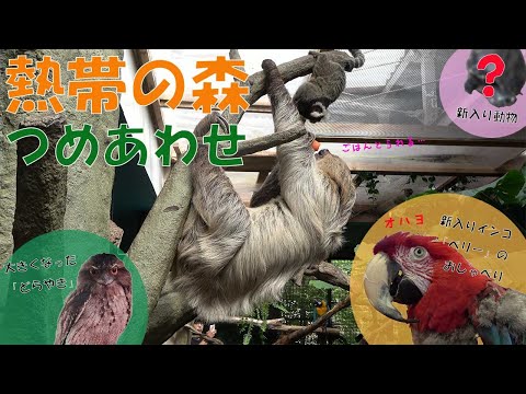 【レアシーンたくさん】熱帯の森の動物達【新入り動物もいるよ】