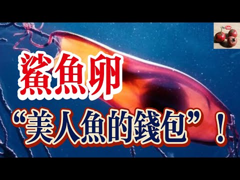 鯊魚的卵！為何會被稱為“美人魚的錢包”？【有億思】