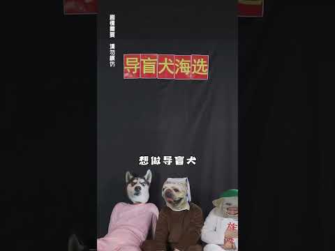 導盲犬：我希望每位盲人都能安全回家，每一隻狗也都得到大家的喜愛與尊重