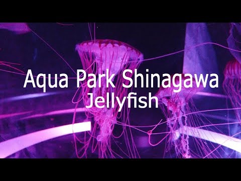 アクアパーク品川「神秘的なクラゲ」2019/ Aqua Park Shinagawa「Jellyfish」