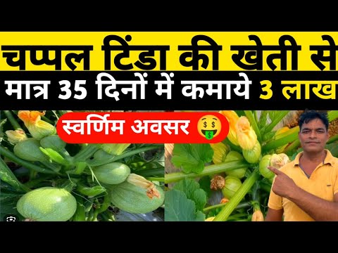 चप्पल टिंडा की खेती से मात्र 35 मैं कमाये 3 लाख|Chappal Tinda ki kheti|chappn tinda ki kheti|farming